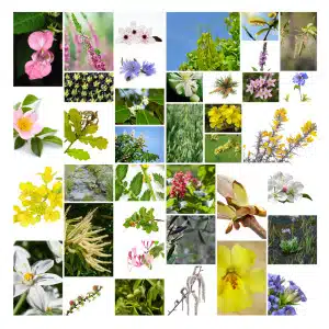 Photo numéro 4 de la galerie de Celine Aubert : Naturopathe à Aillon-le-Vieux. Prendre RDV